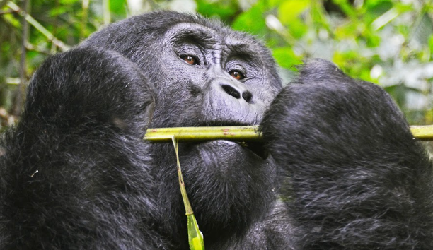 Gorilla Trekking Packing