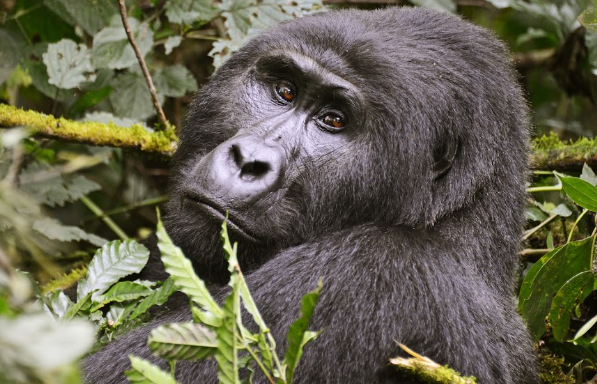 Gorilla Trekking Packing