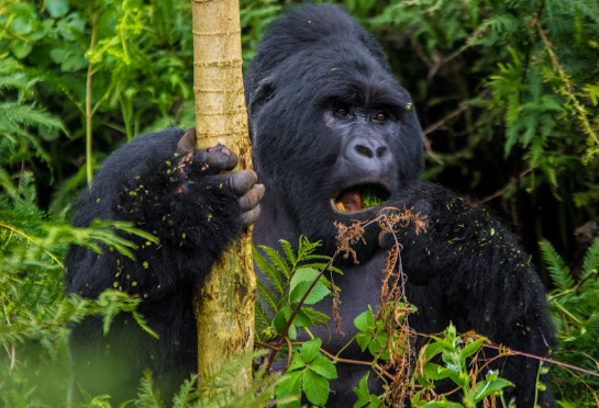 How to Get a Gorilla Trekking Permit in Uganda