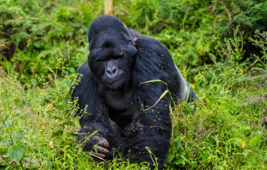 Gorilla Trekking Permit