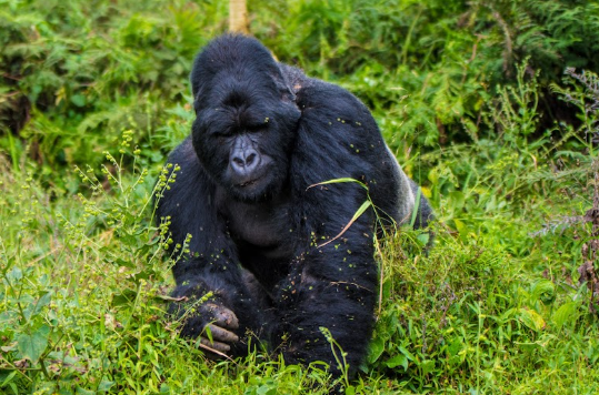 Gorilla Trekking Photography