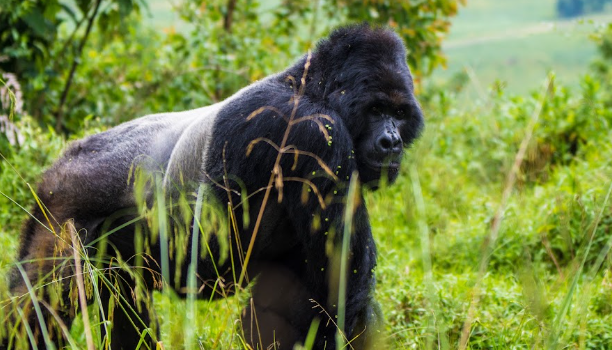 Gorilla Trekking Photography