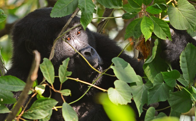 Gorilla Trekking with Kids