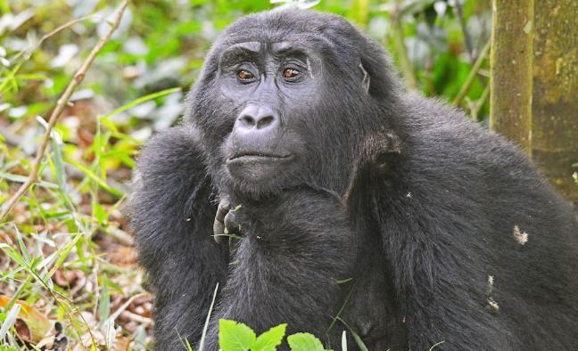 Gorilla Trekking with Kids