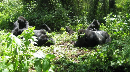 Gorilla Trekking with Kids