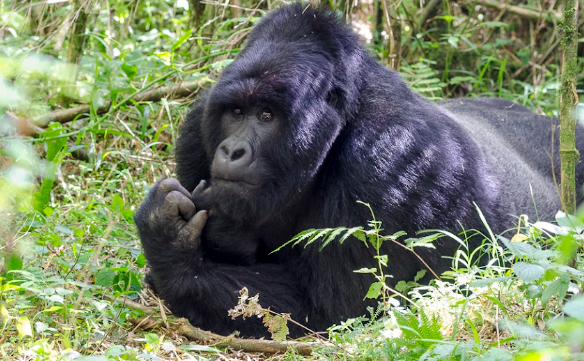 Meet Uganda’s Habituated Gorilla Families