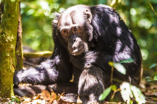 Kibale National Park