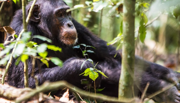 Kibale National Park