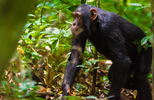 Kibale National Park