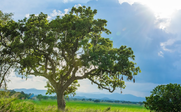 Kidepo Valley Trek