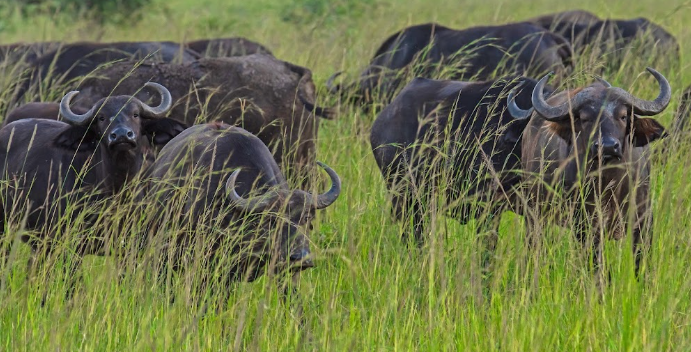 Kidepo Valley Trek