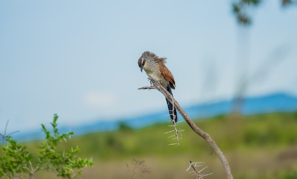 Kidepo Valley Trek