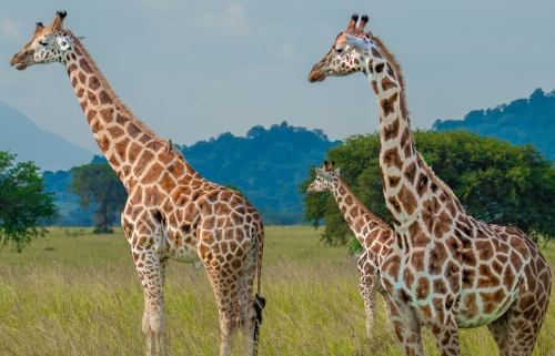 Kidepo Valley Trek
