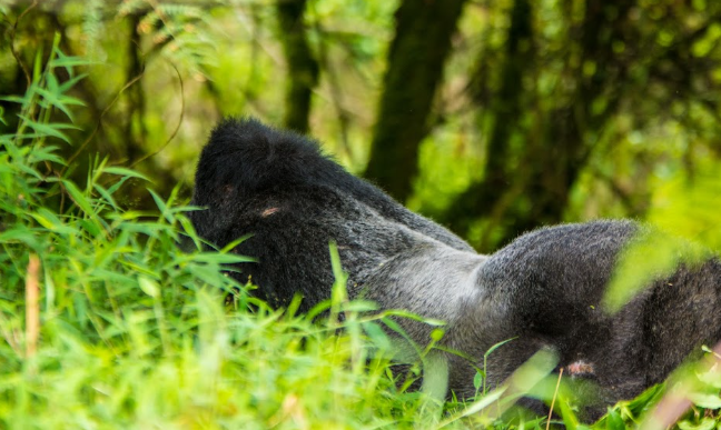 Mountain Gorilla Conservation