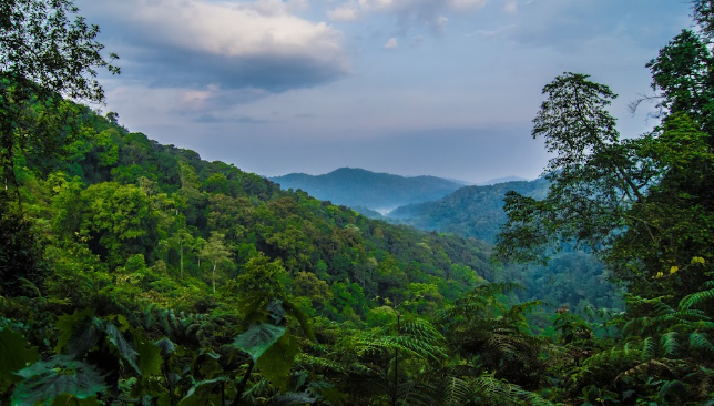 Mountain Gorilla Conservation
