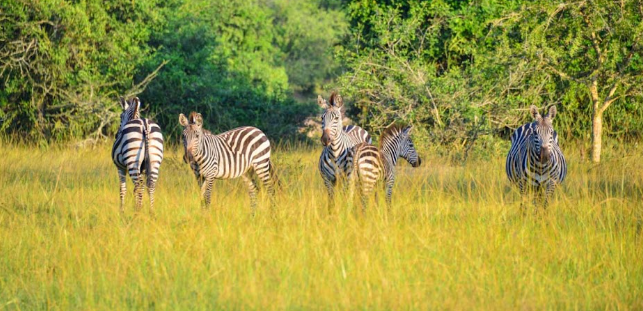 Multi Country Safari