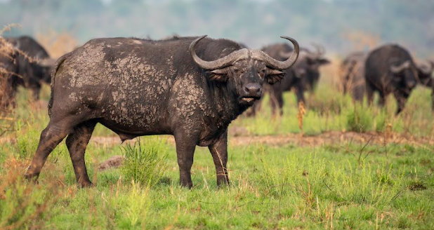 Queen Elizabeth Safari