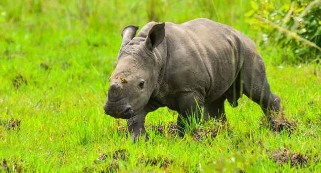 Rhino Tracking Ziwa