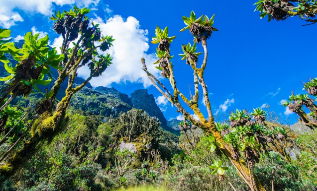 Rwenzori Mountains Hiking