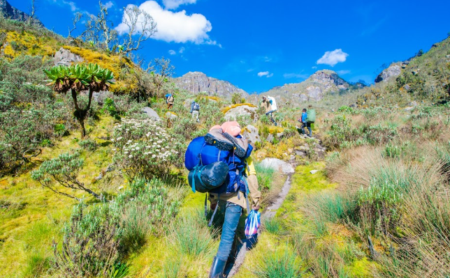 Rwenzori Mountains Hiking