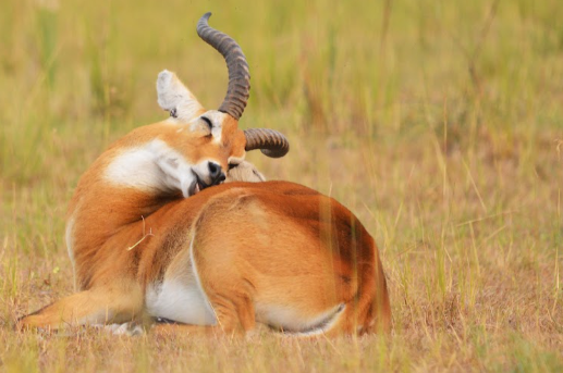 Solo Travel Safari
