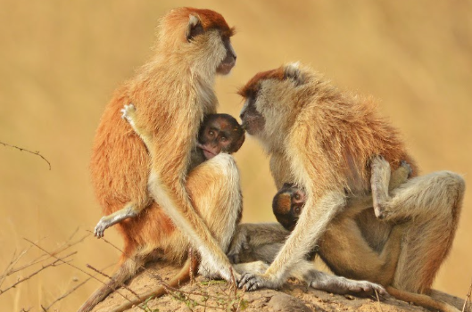 Solo Travel Safari