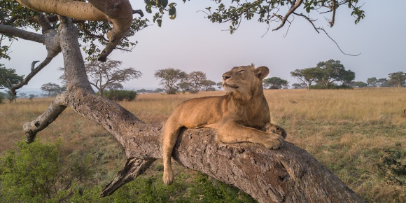 Tree-Climbing Lions of Ishasa: Where to See Them