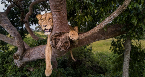 Tree Climbing Lions