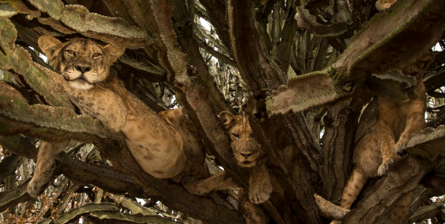 Tree Climbing Lions