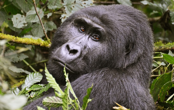 Uganda vs Rwanda