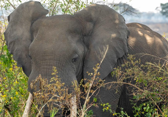 Uganda Safari Itinerary