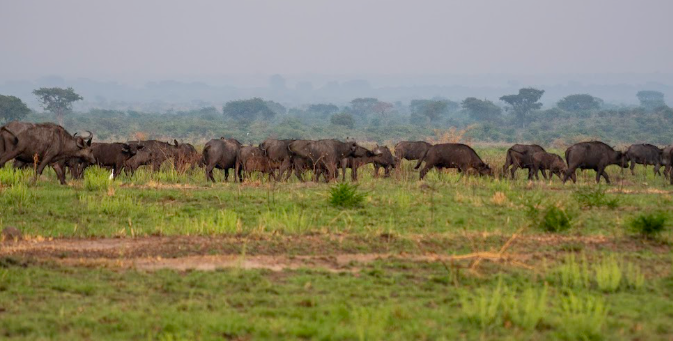 Uganda Safari Itinerary