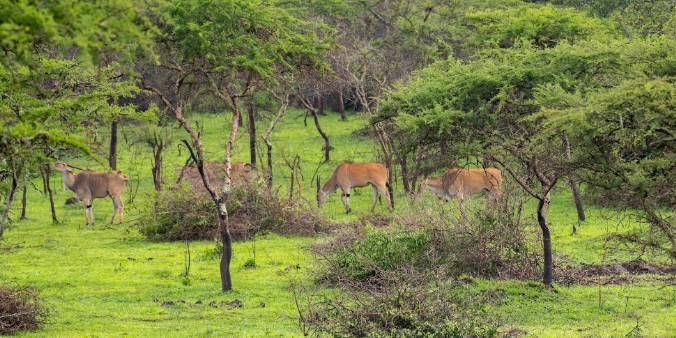 Uganda Travel Health