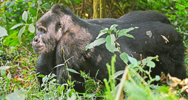 Wildlife Photography Safari