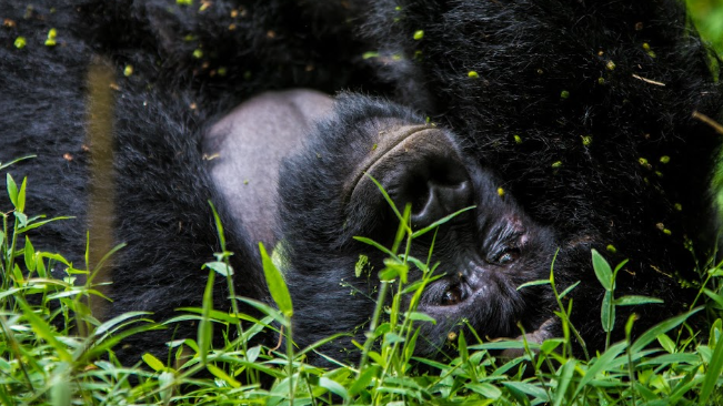Wildlife Photography Safari